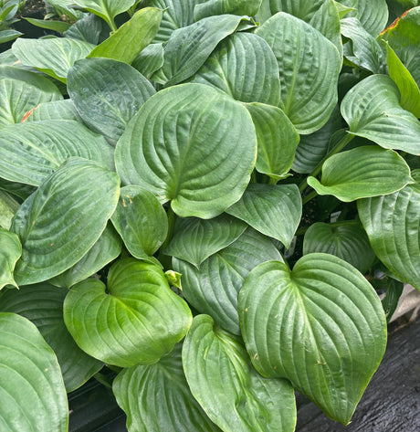 Jasmine Hosta