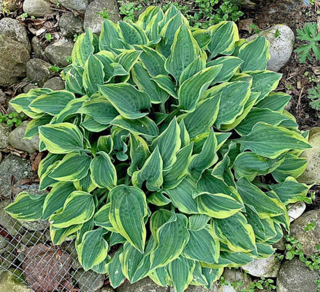 Jersey Shore Hosta Courtesy of Dave and Gail Russo