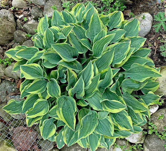 Jersey Shore Hosta Courtesy of Dave and Gail Russo