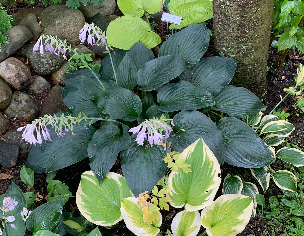 Jetstream Hosta