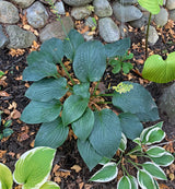 Jetstream Hosta