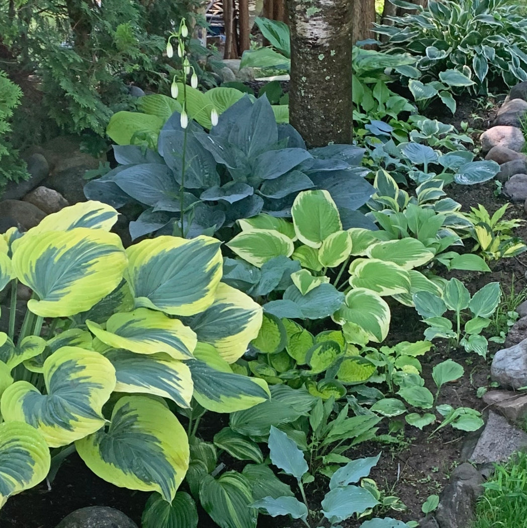 Jetstream Hosta