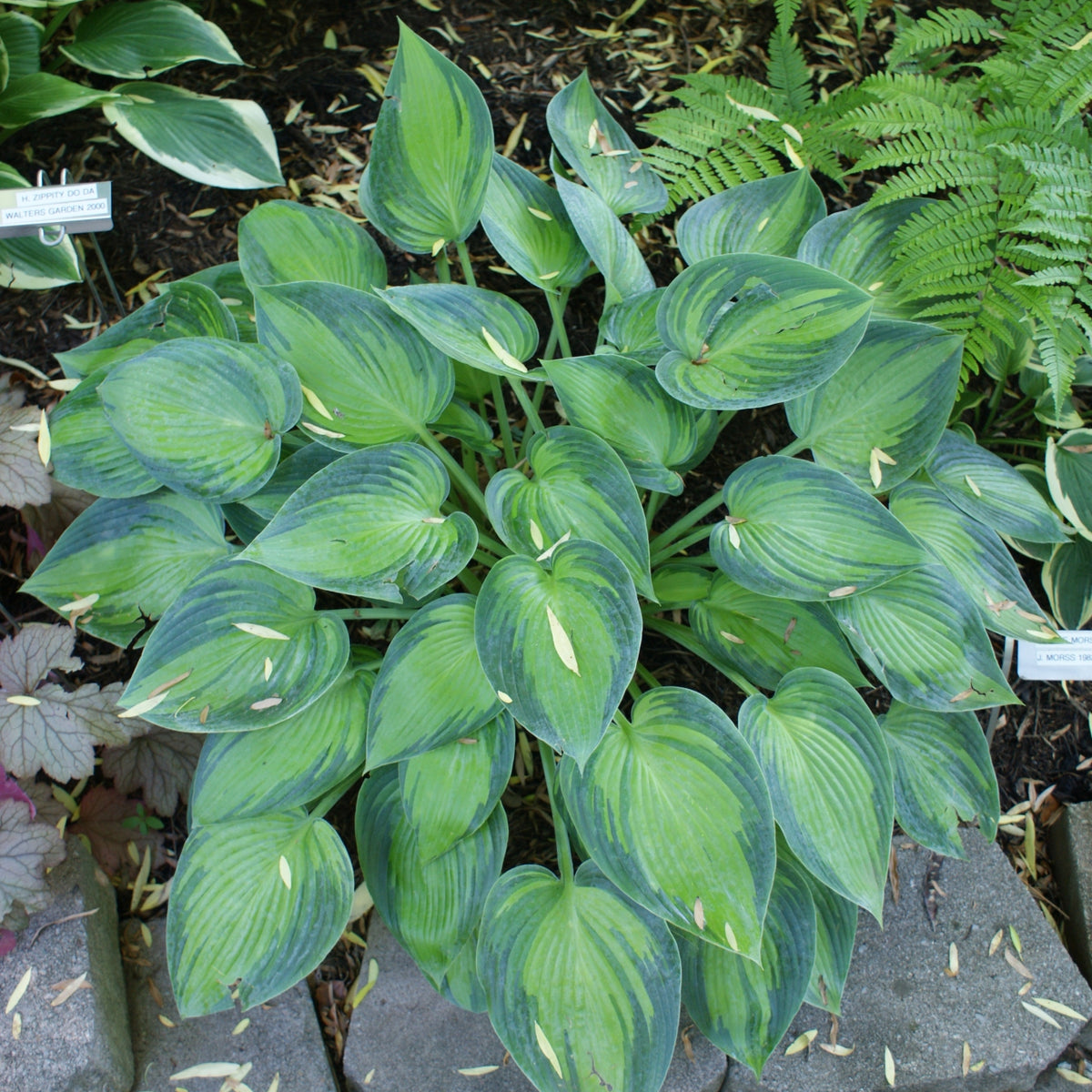 Julie Morss Hosta