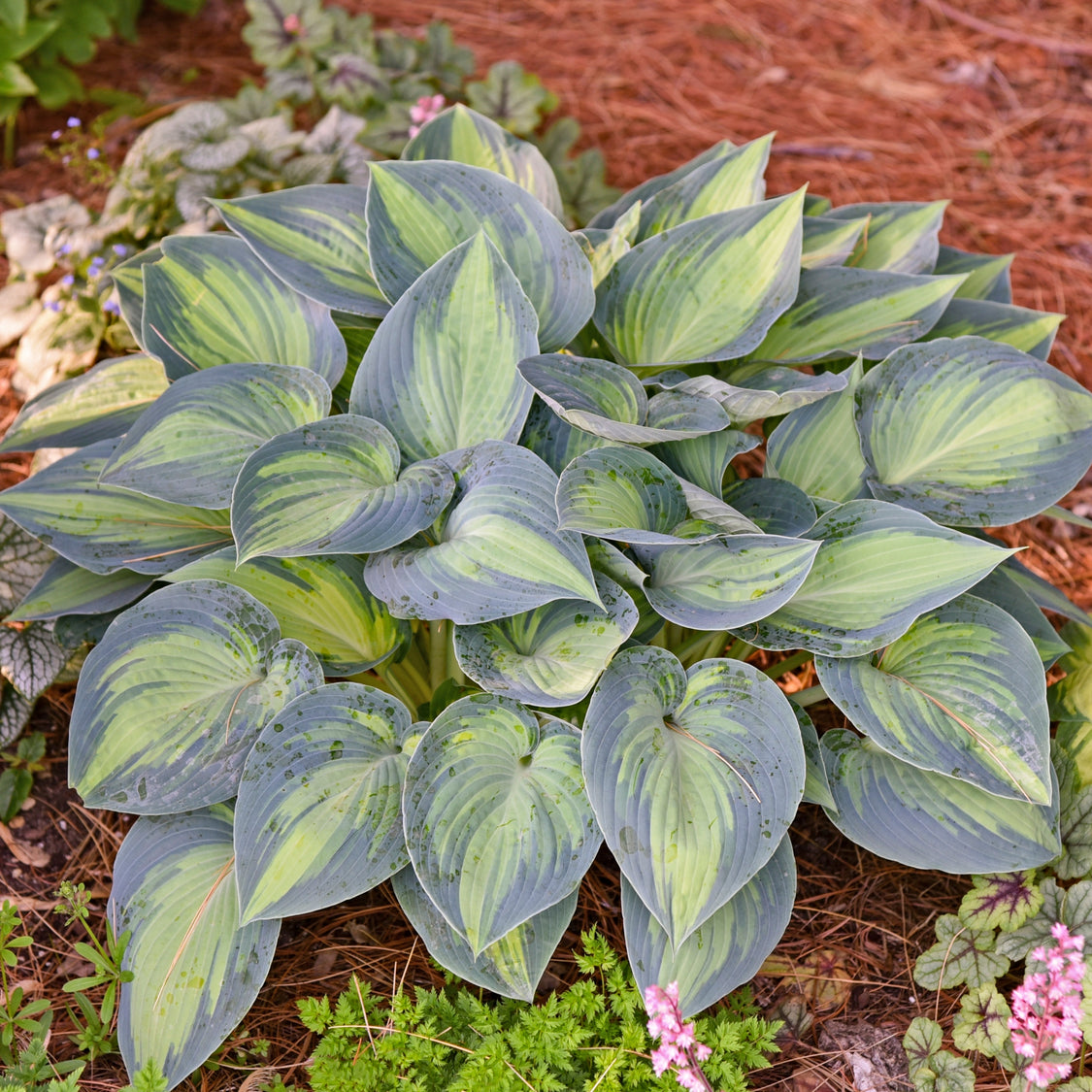 June Hosta - Shade Perennial Sun Tolerant Hosta Plant – NH Hostas