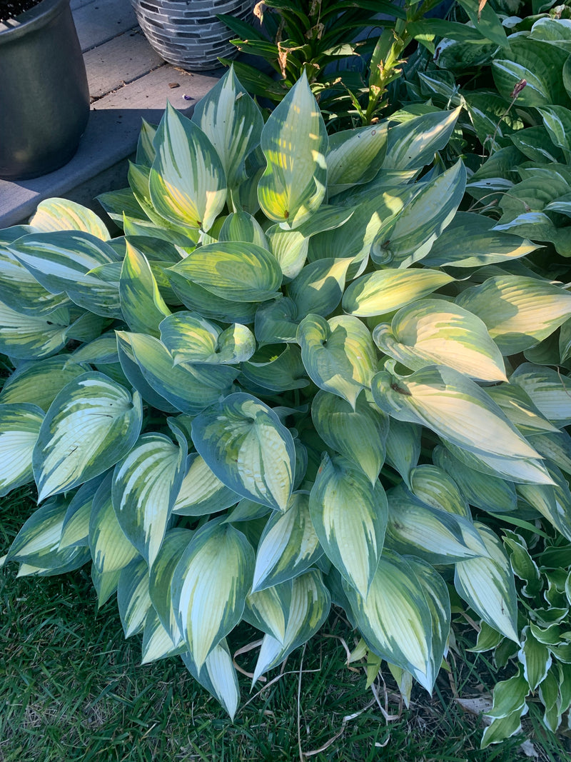 June Hosta - Shade Perennial Sun Tolerant Hosta Plant – NH Hostas