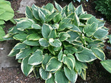 Kabuki Hosta