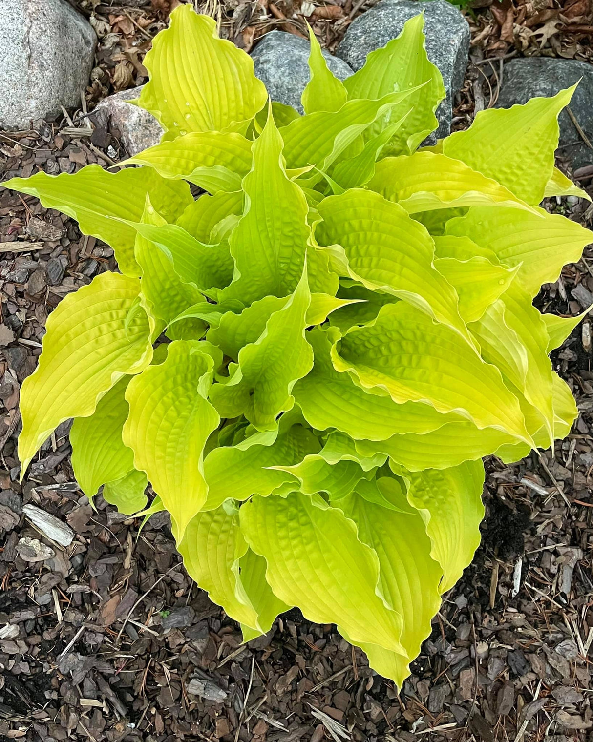 Karma Chameleon Hosta