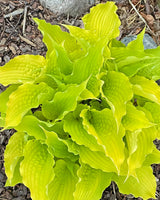 Karma Chameleon Hosta