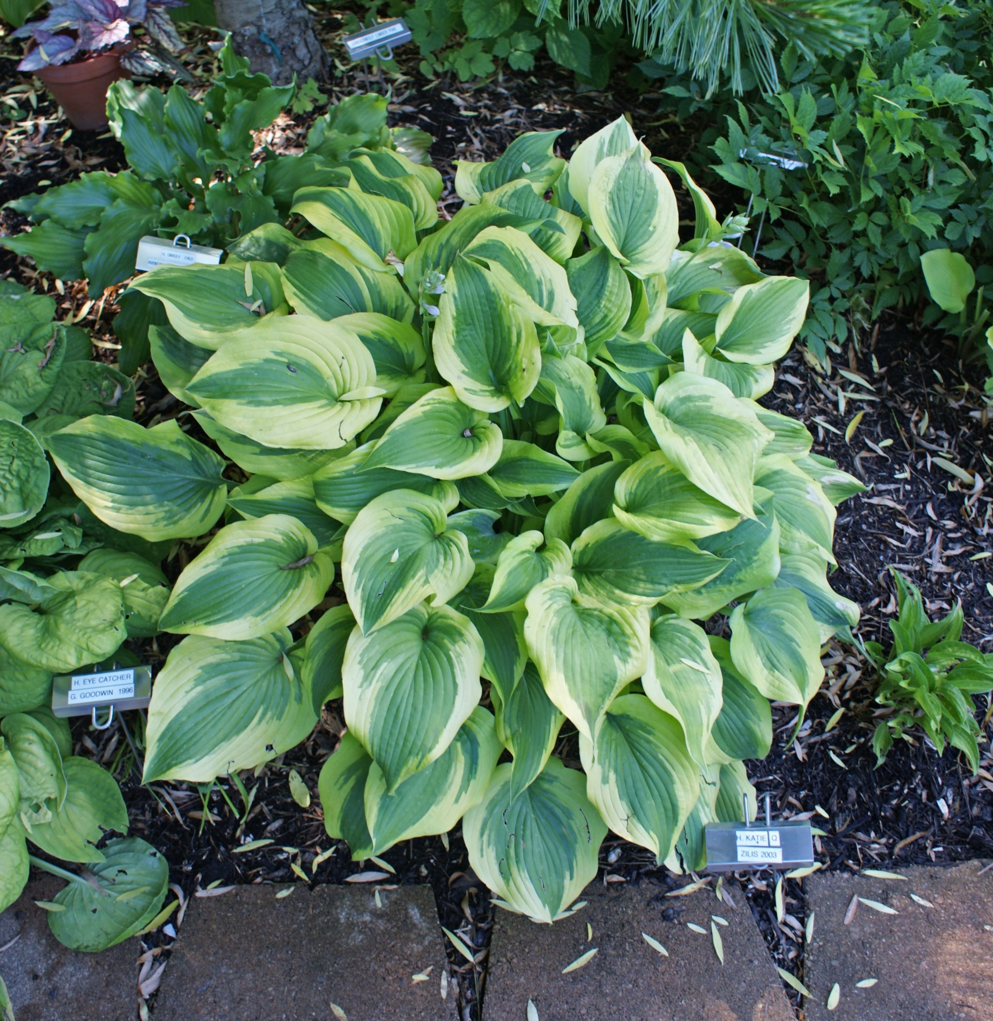 Katie Q Hosta - Shade Perennial Medium Hosta Plant – NH Hostas
