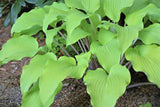 Kent Falls Hosta