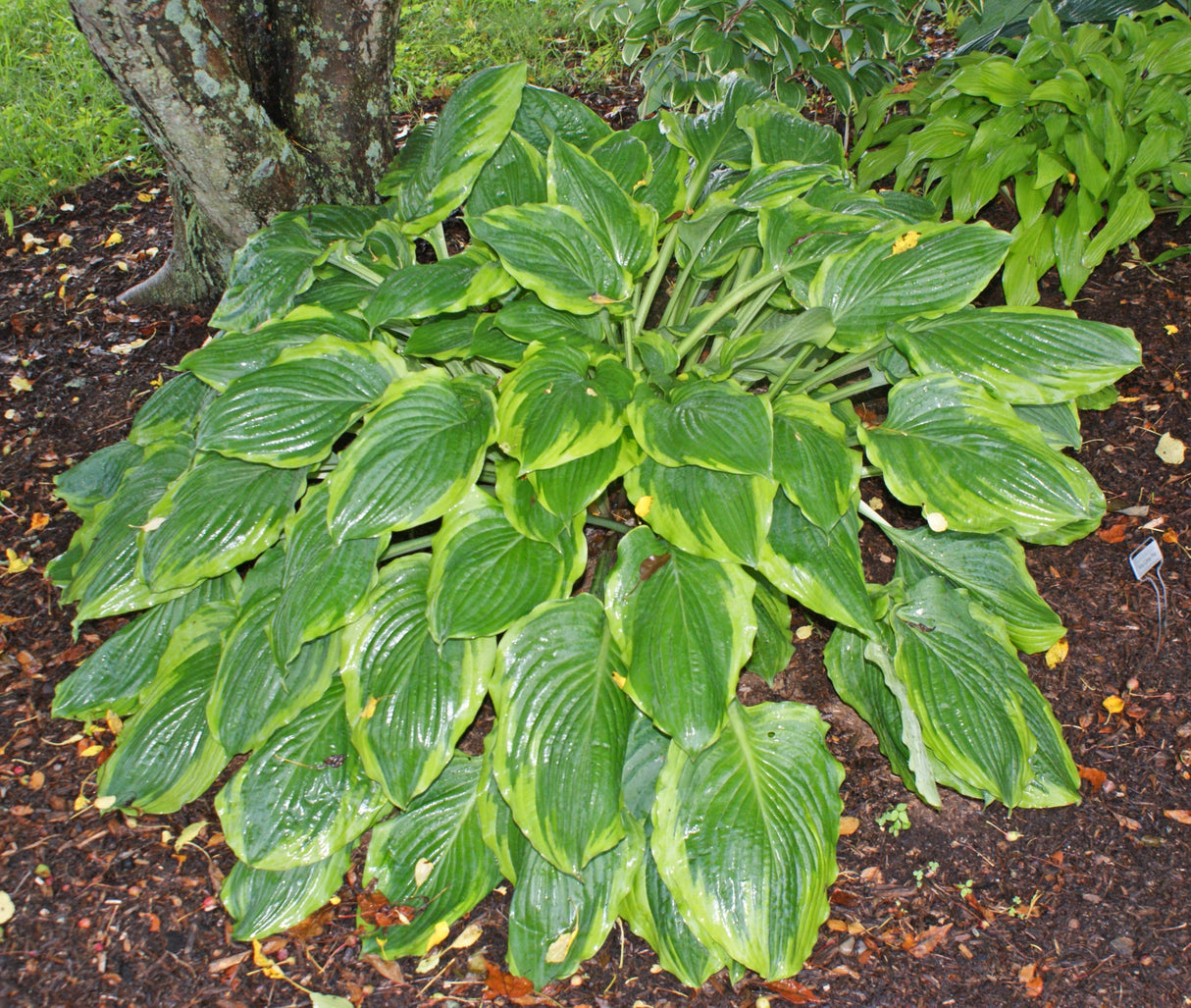Key Lime Pie Hosta