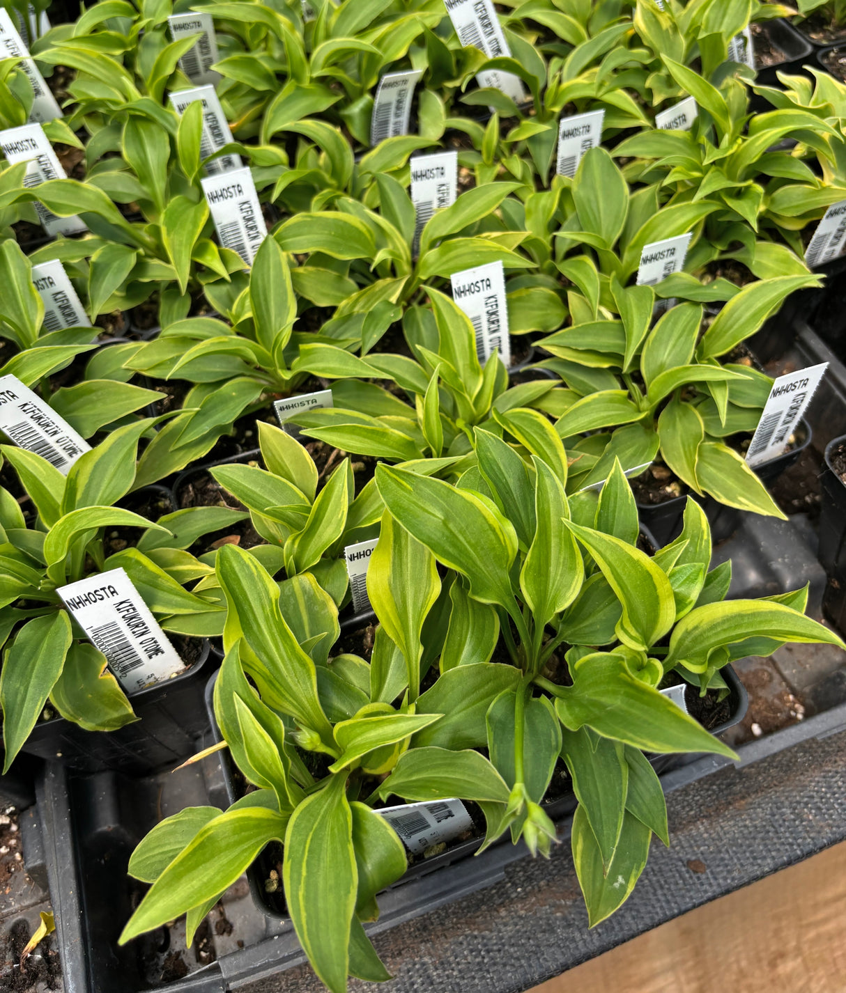 kifukurin Otome Hosta