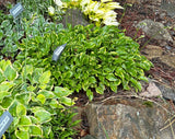 Kinbotan Hosta