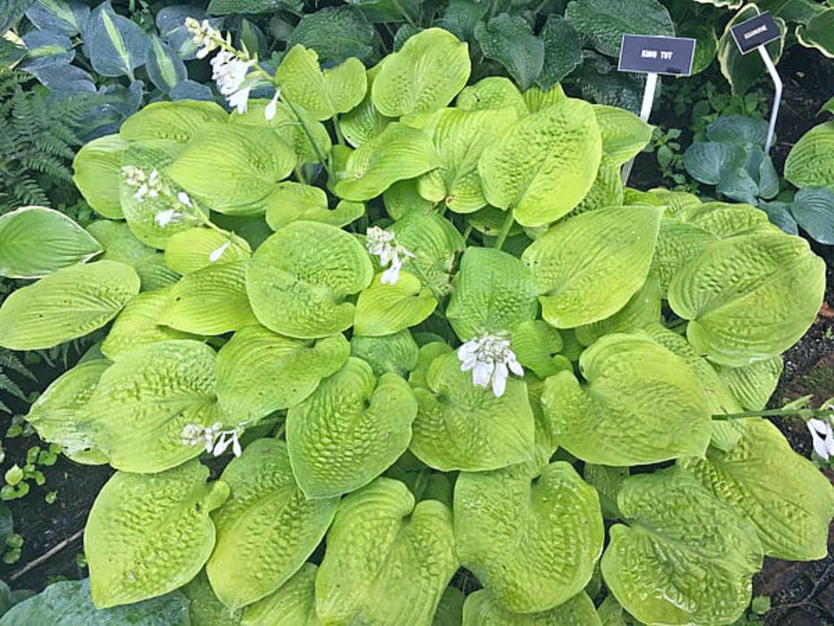 King Tut Hosta