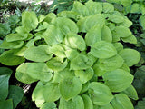 King Tut Hosta