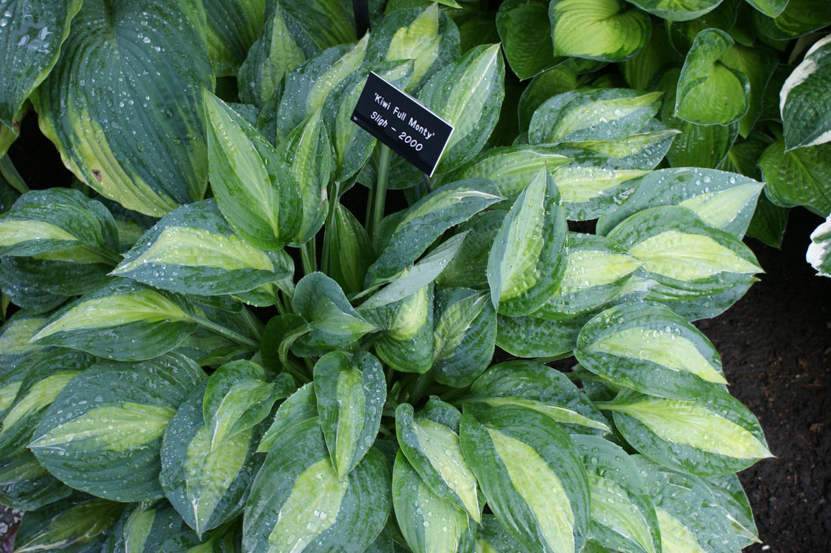 Kiwi Full Monty Hosta