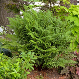 Lady in Red Fern