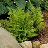 Lady in Red Fern