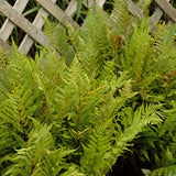 Lady in Red Fern