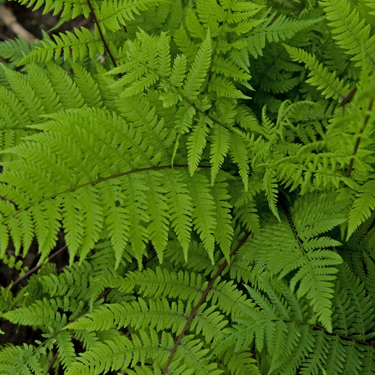 Lady in Red Fern