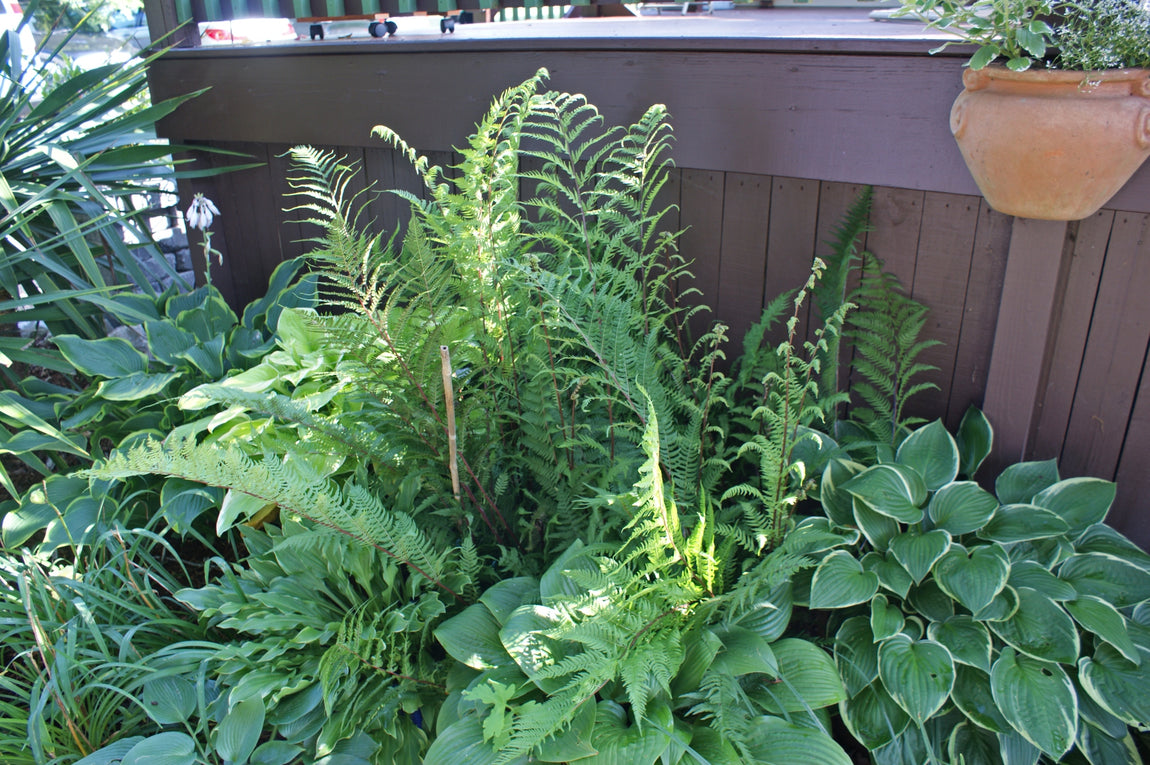 Buy Shade Perennials To Grow With Hostas Athyrium Ferns Heuchera Plants Nh Hostas