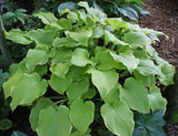 Lakeside Cha Cha Hosta