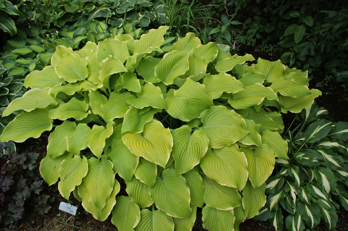 Lakeside Cha Cha Hosta
