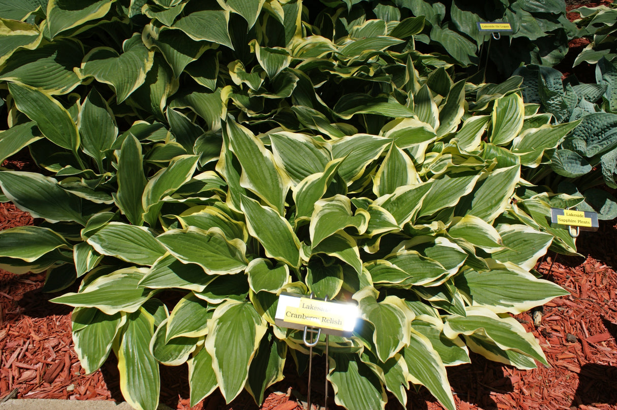 Lakeside Cranberry Relish Hosta