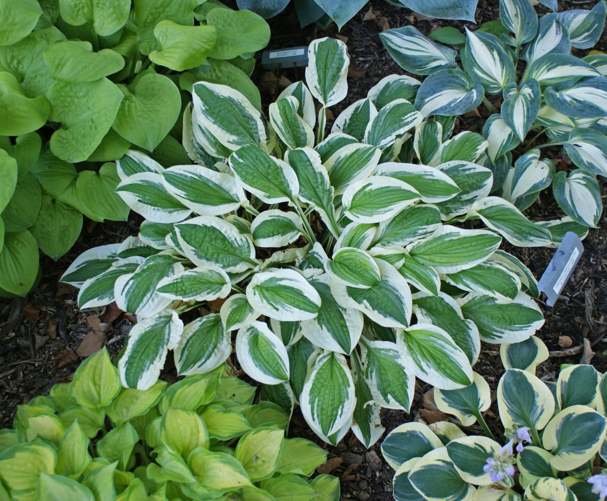 Lakeside Dimpled Darling Hosta