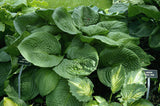 Lakeside Grumpy Green Hosta