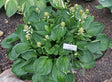 Lakeside Lollipop Hosta