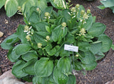 Lakeside Lollipop Hosta