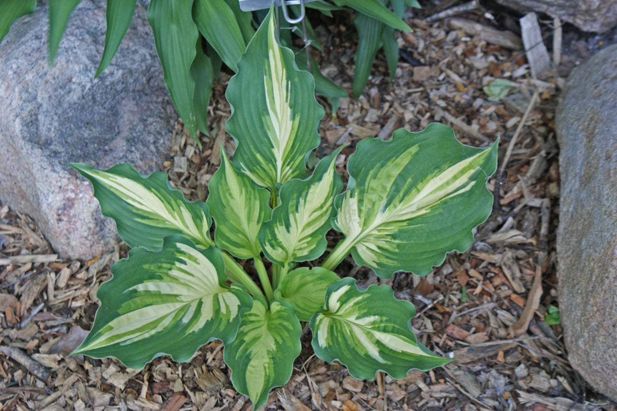 Lakeside Paisley Print Hosta - 4.5 Inch Container