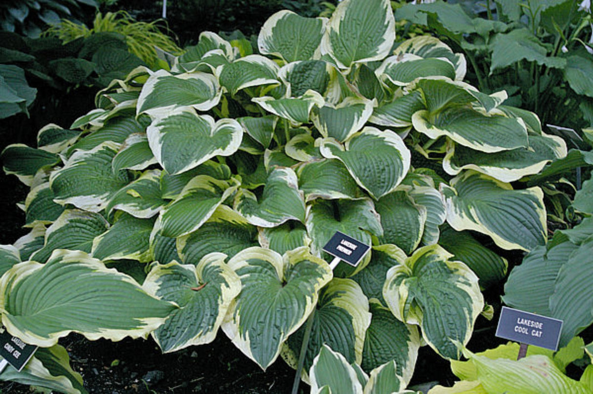 Lakeside Premier Hosta