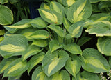 Lakeside Shore Master Hosta