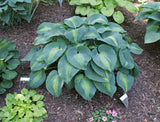 Lakeside Shore Master Hosta