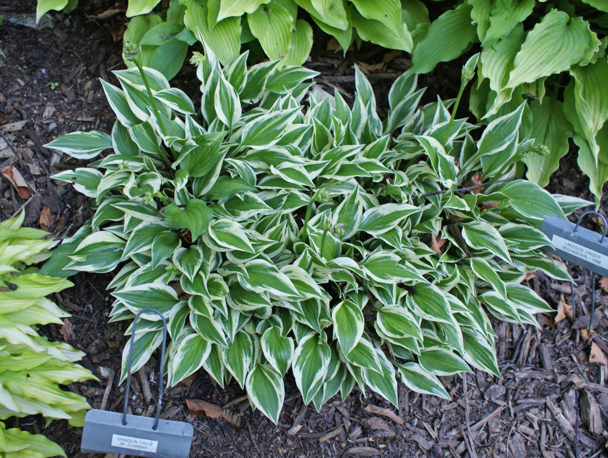 Lakeside Zinger Hosta - 4.5 Inch Container