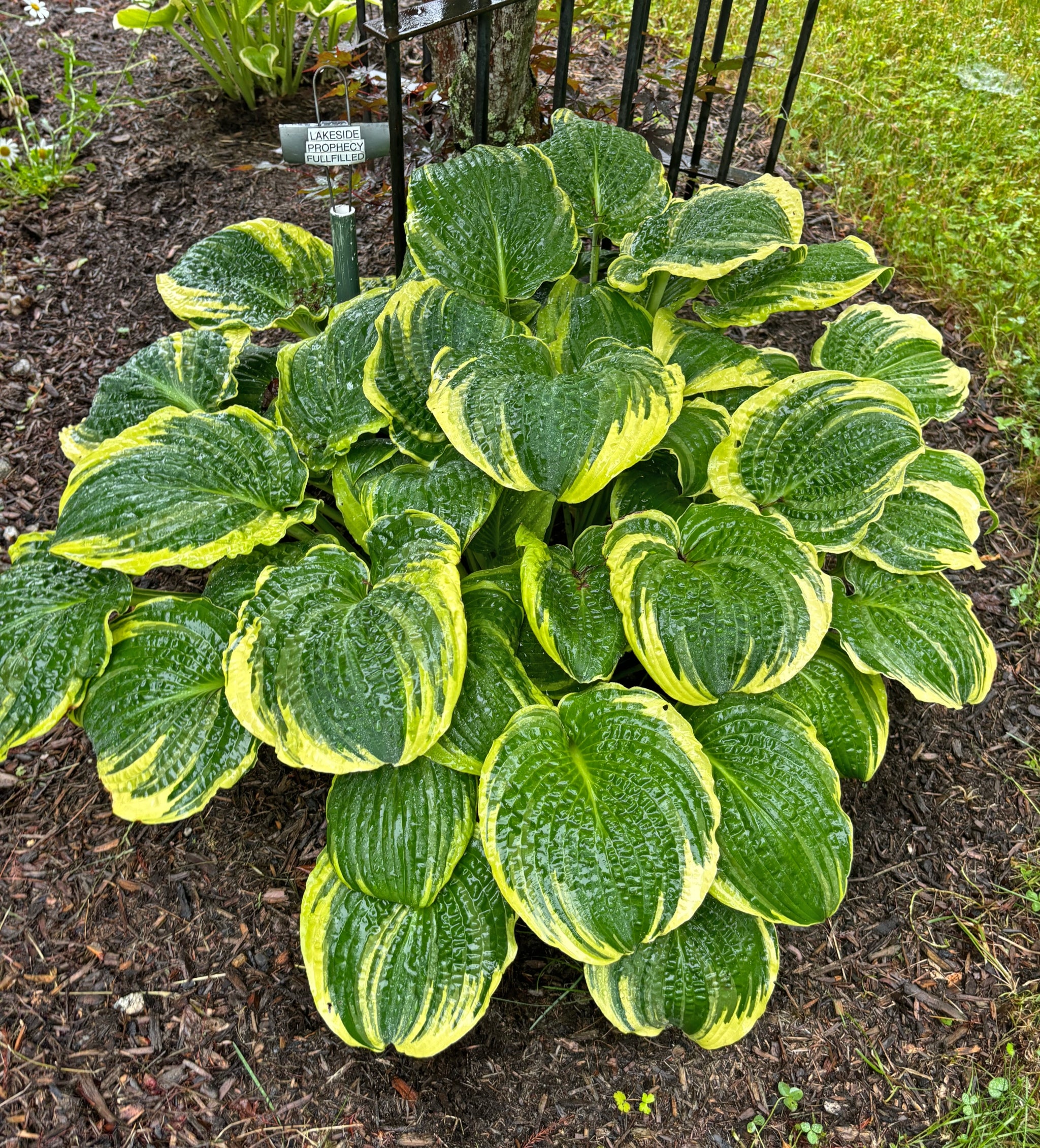 Lakeside Prophecy Fulfilled Hosta – NH Hostas