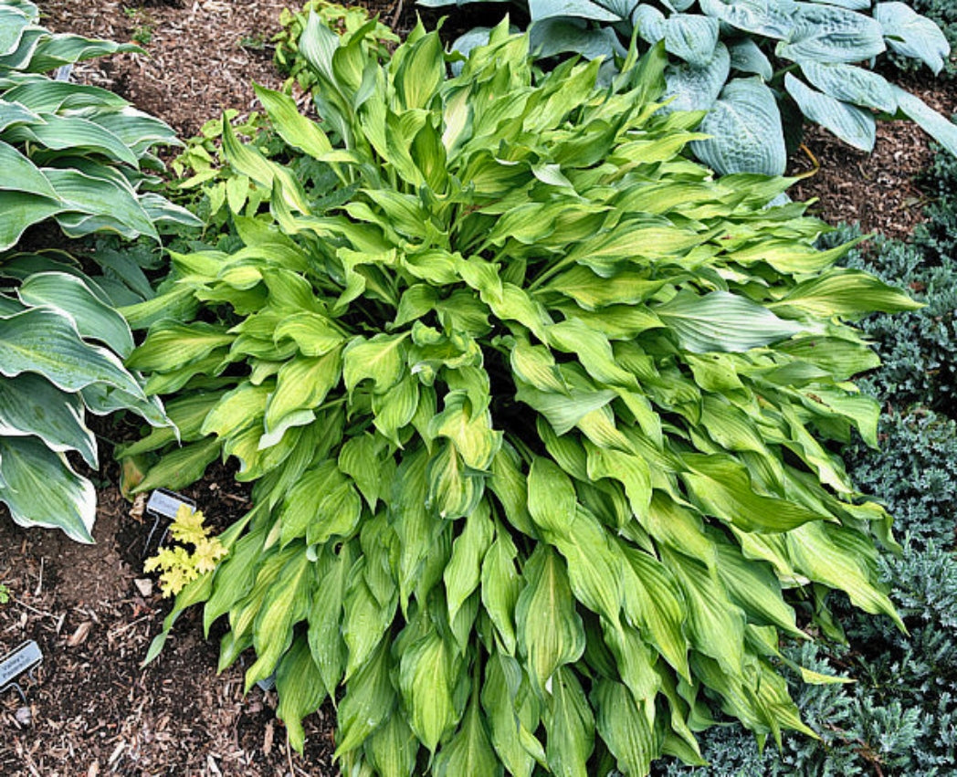 Lava Flow Hosta Courtesy of The Hosta Library