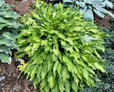 Lava Flow Hosta Courtesy of The Hosta Library