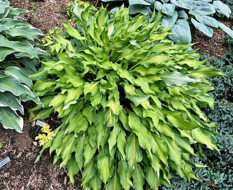 Lava Flow Hosta Courtesy of The Hosta Library