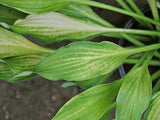 Lava Flow Hosta Courtesy of The Hosta Library