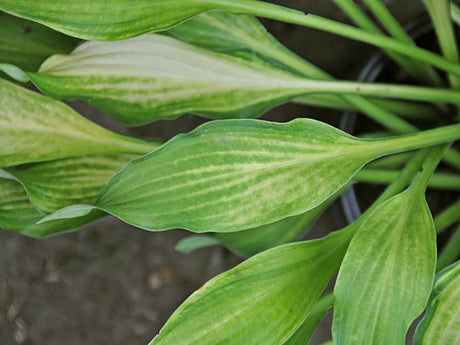 Lava Flow Hosta Courtesy of The Hosta Library