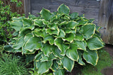 Leading Lady Hosta