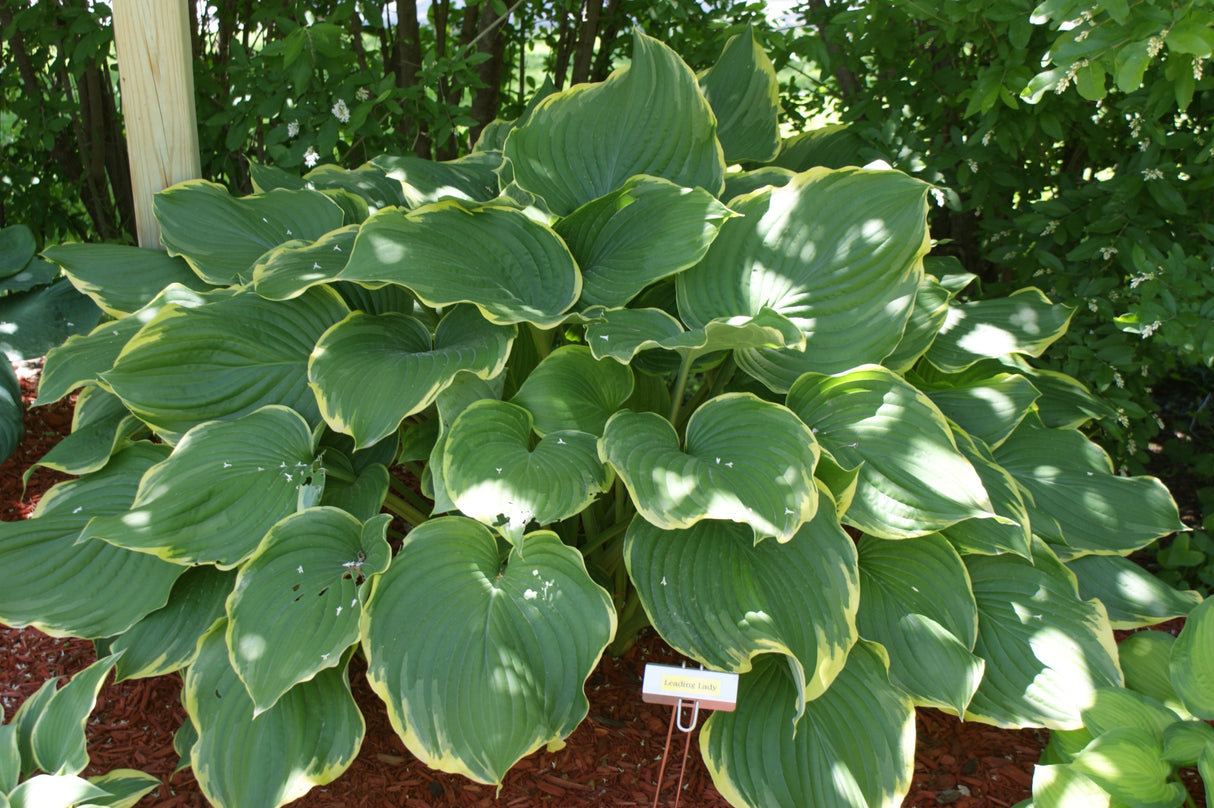 Leading Lady Hosta