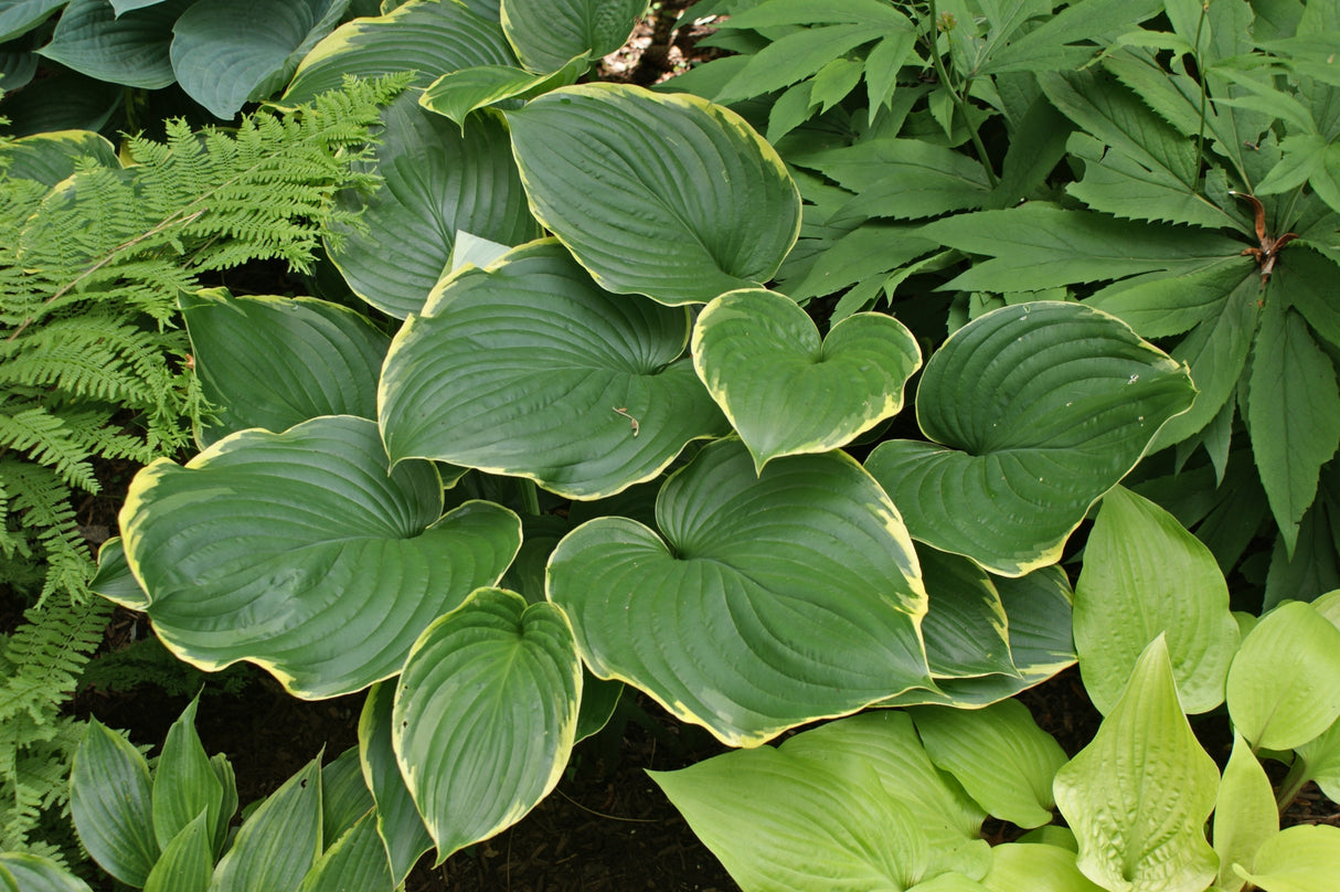 Leading Lady Hosta