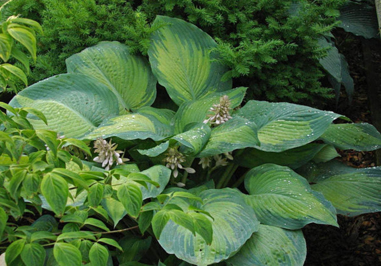 Lean on Me Hosta