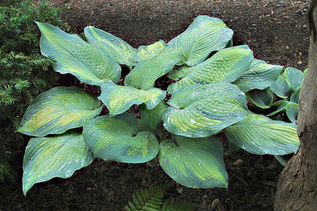 Lean on Me Hosta