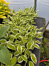 Lemon Candy Hosta