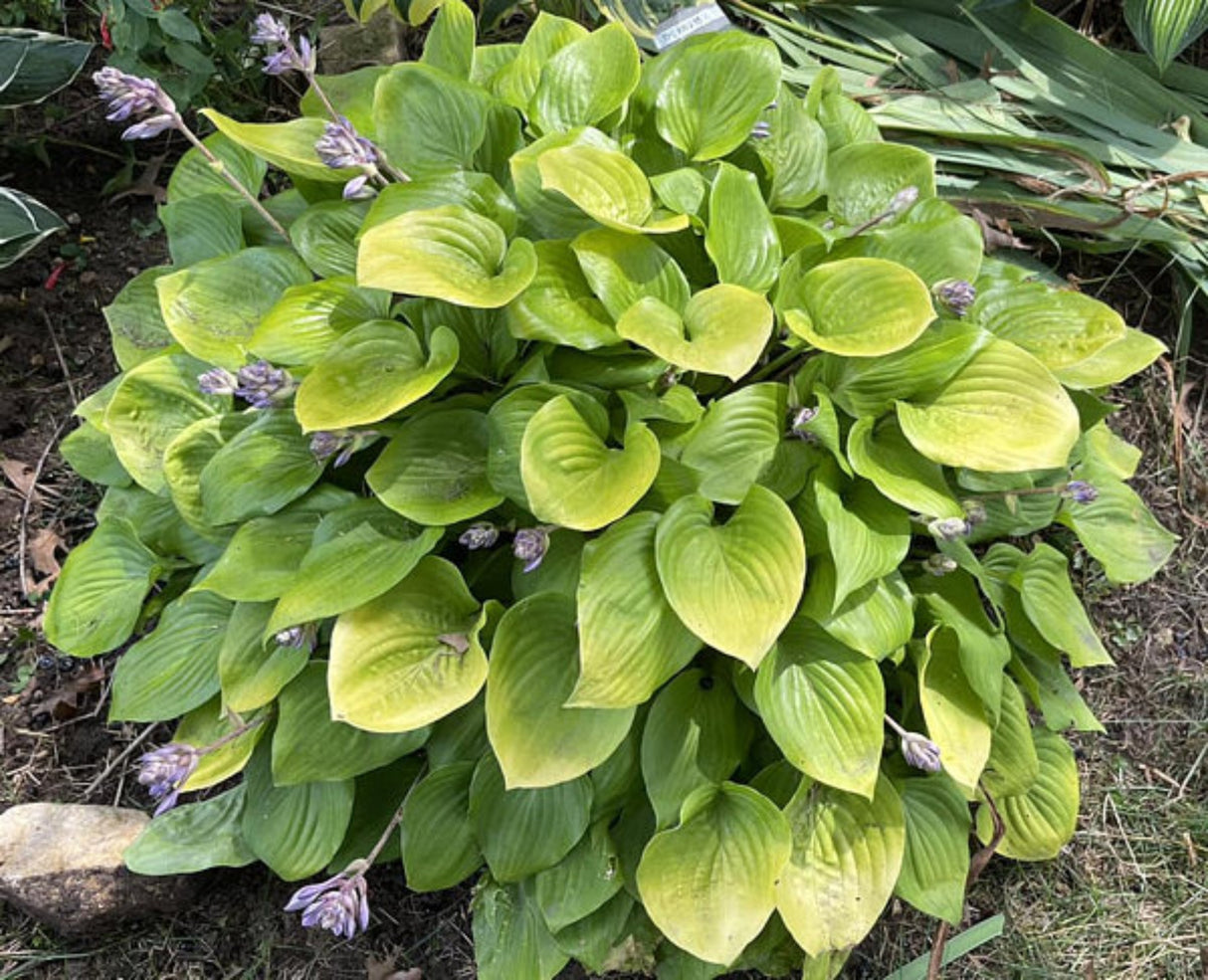 Lemontini Hosta